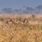 Serengeti NP, a successful hunt